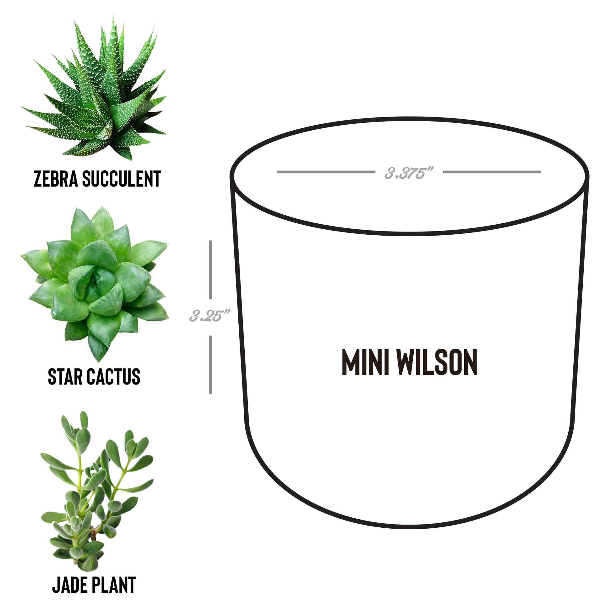 Desk_Plant_Wilson_Spec_Mockup.png