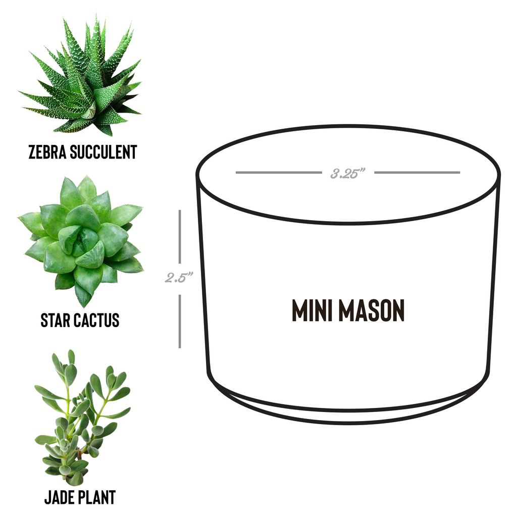 Desk_Plant_with_Circle_Logo_Mason_Spec_Mockup.png