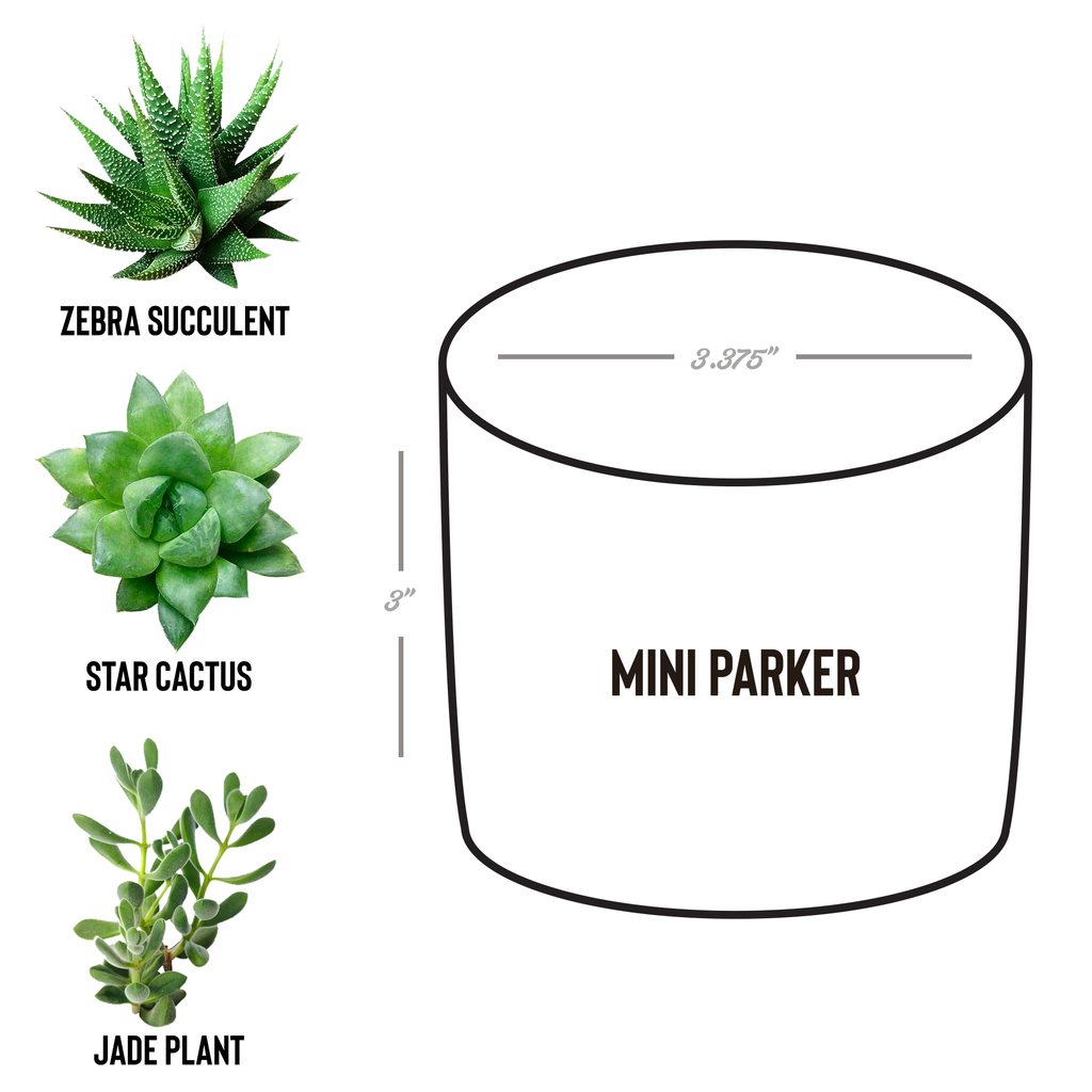 Desk_Plant_with_Circle_Logo_Parker_Spec_Mockup.png